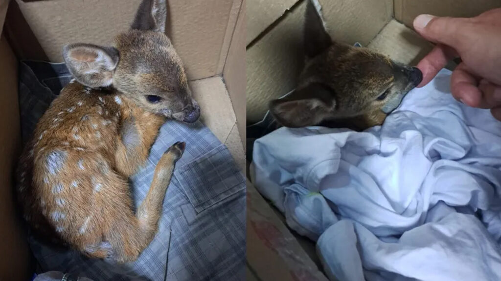 Um filhote de veado-campeiro foi resgatado na noite desta quinta-feira (13) em Cerqueira César, interior de São Paulo. O animal foi encontrado sozinho em uma área de pasto, próximo à casa de um morador.

De acordo com o Corpo de Bombeiros, o filhote estava desacompanhado da mãe e não conseguia sair do local. O homem que o encontrou acionou os bombeiros, que acolheram o animal e o levaram para o Centro de Medicina e Pesquisa em Animais Selvagens da Unesp (Cempas), em Botucatu, onde segue sob monitoramento.

O veado-campeiro é uma espécie de cervo que vive em áreas abertas, como campos, pastagens e cerrados. Os filhotes nascem durante o verão e ficam com a mãe por cerca de seis meses. Após esse período, eles se tornam independentes e começam a viver sozinhos.

O resgate do filhote de veado-campeiro é uma mostra da importância da preservação da fauna silvestre. Ao encontrar um animal silvestre em situação de risco, é importante entrar em contato com as autoridades responsáveis para que o animal possa ser resgatado e receber os cuidados necessários.