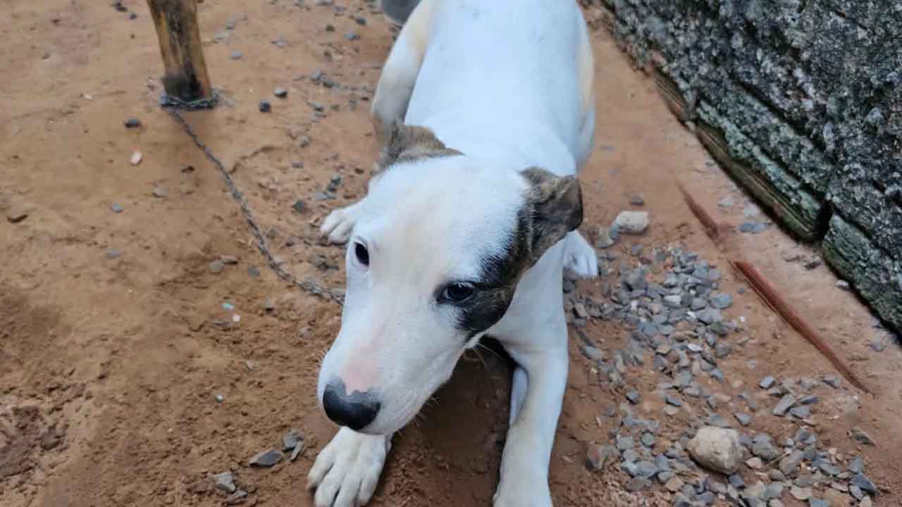 Idoso de 66 anos é preso em Botucatu por maus-tratos a filhote de cachorro