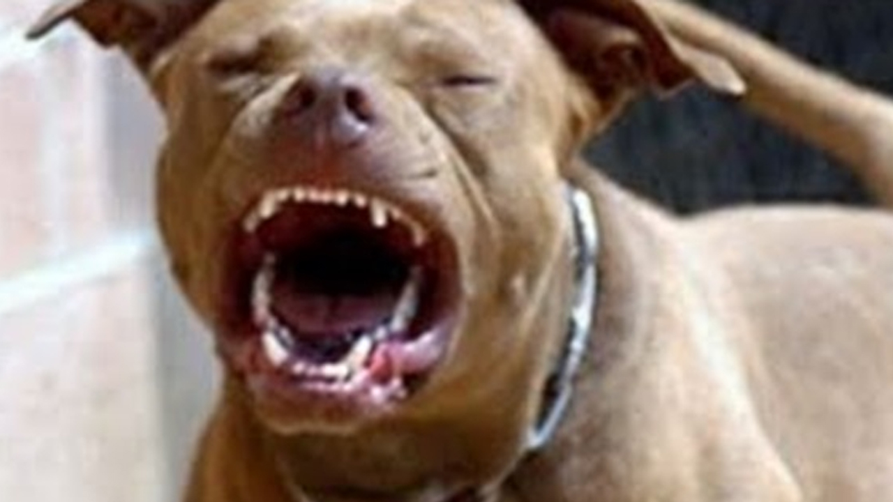 Pitbull ataca vizinho e causa lesões; cão da vítima não sobrevive