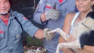 Cachorra é resgatada em Botucatu após ficar presa em Bambuzal
