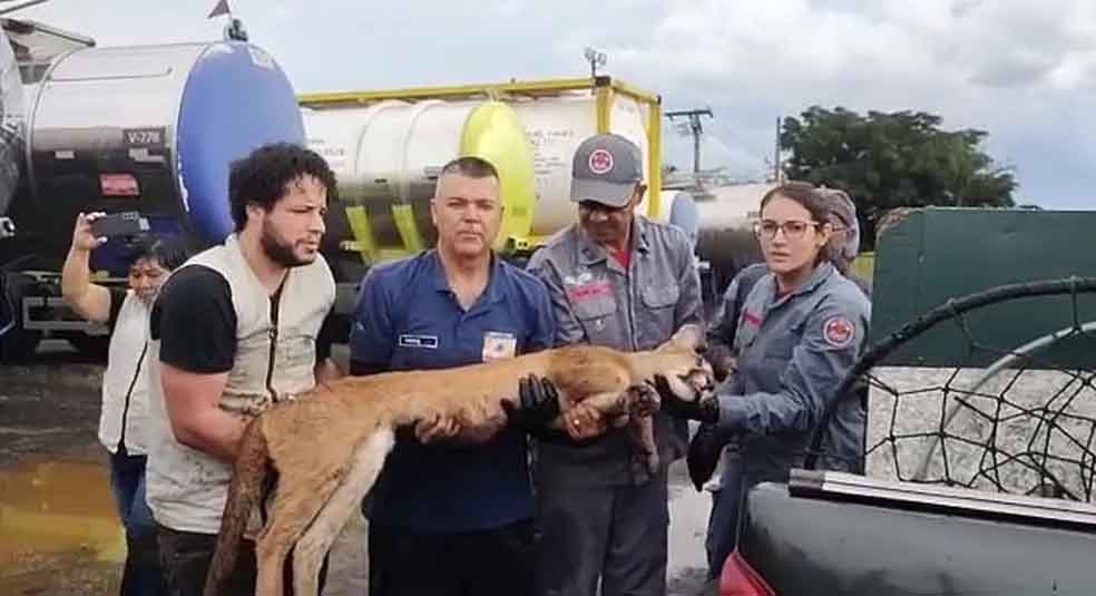 Onca parda e resgatada apos entrar em patio de empresa 1