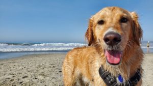 Dog Beach Park é opção de lazer para pets em São Sebastião