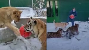 Cachorro, leão e dois tigres brincam de bola em zoológico na Sibéria