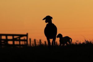 MS acima da média nacional: Em um ano, abate de ovinos cresceu mais de 46%