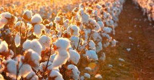 Agricultores iniciam colheita de pluma de algodão em Mato Grosso
